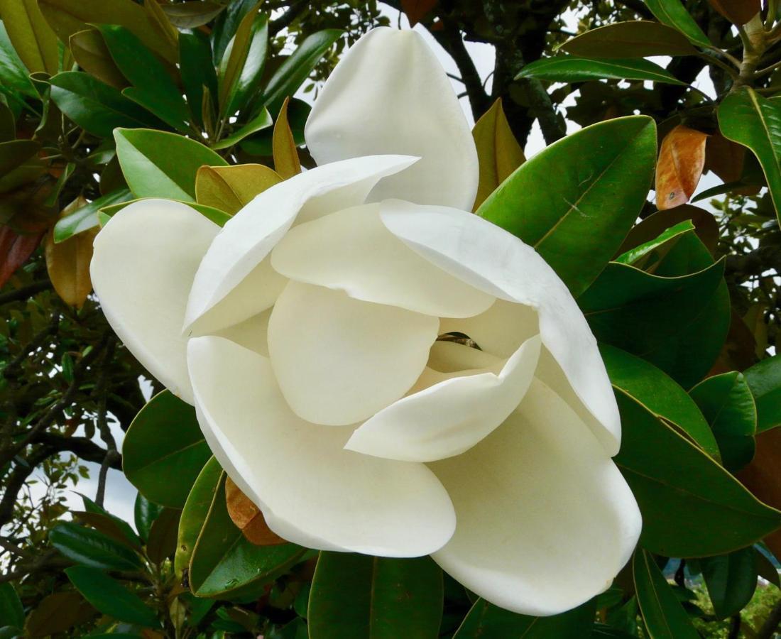 Magnolia : Superbe Deux-Pieces Quartier Du Chateau Pau Ngoại thất bức ảnh